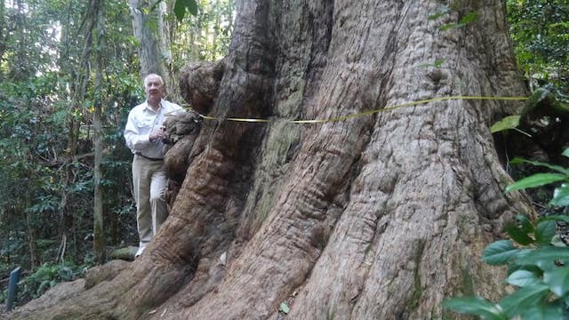 bigfoot-binnaburra copy
