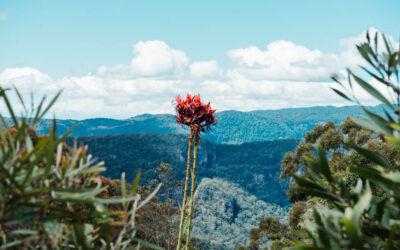 Iconic Aussie flower on the site of the former Binna Burra Lodge