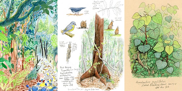 The Trees of Binna Burra in Space and Time – Create your own nature journal The Trees of Binna Burra in Space and Time - Create your own nature journal