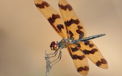 The ABC Australian Insect of the Year 2025. The winner is announced!