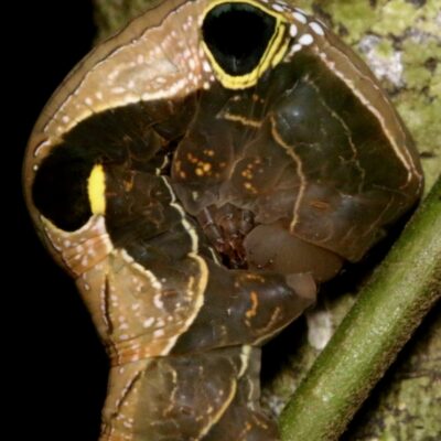 IMG_0594 Southern Pink Underwing Moth Larvae