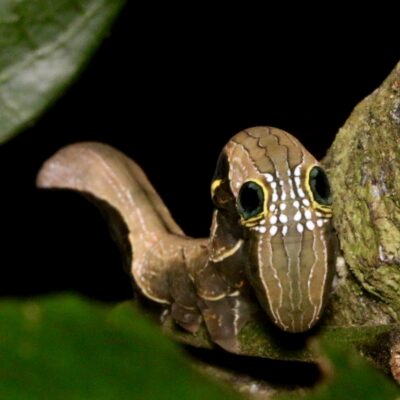 IMG_0598 Southern Pink Underwing Moth Larvae