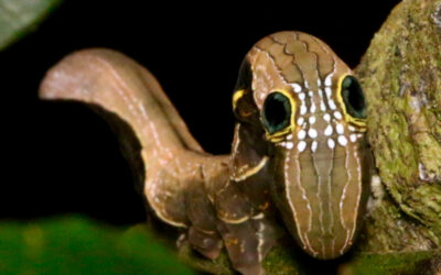 Rare and endangered SPUM found at Binna Burra