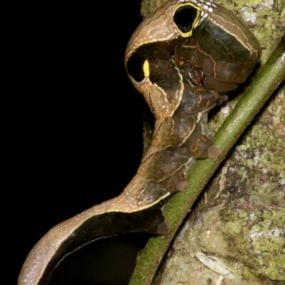 IMG_0599 Southern Pink Underwing Moth Larva