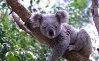 A Guide to the Local Wildlife at Binna Burra Lodge