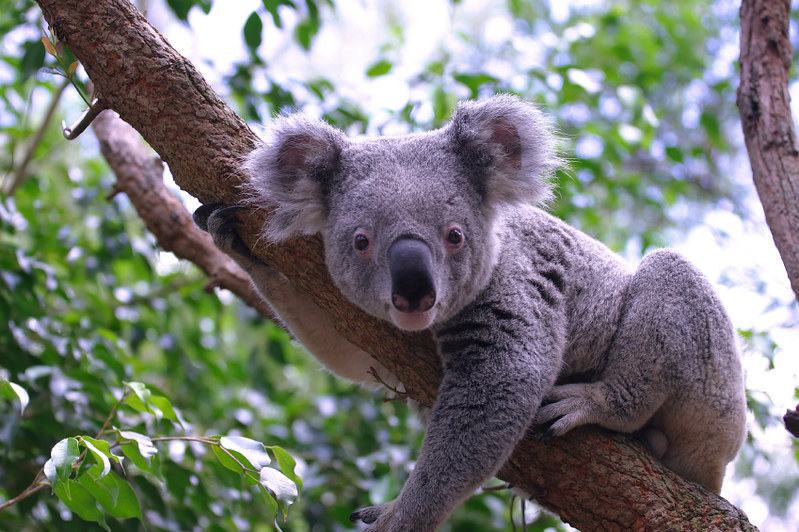 Images shows a koala native to the Lamington National Park